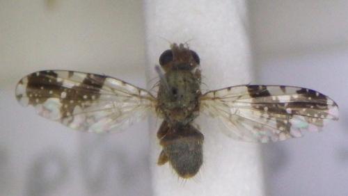 Tephritis bardanae